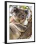 Koala, Ottway National Park, Victoria, Australia-Mark Mawson-Framed Photographic Print