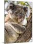 Koala, Ottway National Park, Victoria, Australia-Mark Mawson-Mounted Photographic Print