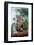 Koala, Phascolarctos Cinereus, Female Carrying Young on its Back-slowmotiongli-Framed Photographic Print