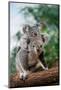 Koala, Phascolarctos Cinereus, Female Carrying Young on its Back-slowmotiongli-Mounted Photographic Print