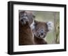 Koala (Phascolarctos Cinereus), in a Eucalyptus Tree, Yanchep National Park, Australia-Thorsten Milse-Framed Photographic Print