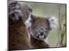 Koala (Phascolarctos Cinereus), in a Eucalyptus Tree, Yanchep National Park, Australia-Thorsten Milse-Mounted Photographic Print