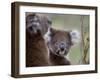 Koala (Phascolarctos Cinereus), in a Eucalyptus Tree, Yanchep National Park, Australia-Thorsten Milse-Framed Photographic Print