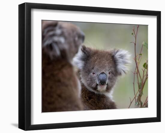 Koala (Phascolarctos Cinereus), in a Eucalyptus Tree, Yanchep National Park, Australia-Thorsten Milse-Framed Photographic Print