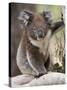 Koala (Phascolarctos Cinereus) in a Eucalyptus Tree, Yanchep National Park, West Australia-null-Stretched Canvas