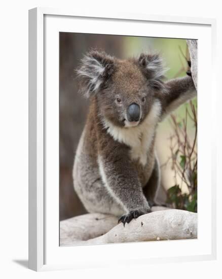 Koala (Phascolarctos Cinereus) in a Eucalyptus Tree, Yanchep National Park, West Australia-null-Framed Photographic Print