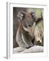 Koala (Phascolarctos Cinereus) in a Eucalyptus Tree, Yanchep National Park, West Australia-null-Framed Photographic Print