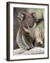 Koala (Phascolarctos Cinereus) in a Eucalyptus Tree, Yanchep National Park, West Australia-null-Framed Photographic Print