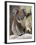 Koala (Phascolarctos Cinereus) in a Eucalyptus Tree, Yanchep National Park, West Australia-null-Framed Photographic Print