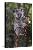 Koala (Phascolarctos cinereus), Lone Pine Sanctuary, Brisbane, Queensland, Australia, Pacific-Michael Runkel-Stretched Canvas