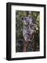 Koala (Phascolarctos cinereus), Lone Pine Sanctuary, Brisbane, Queensland, Australia, Pacific-Michael Runkel-Framed Photographic Print