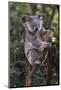 Koala (Phascolarctos cinereus), Lone Pine Sanctuary, Brisbane, Queensland, Australia, Pacific-Michael Runkel-Mounted Photographic Print