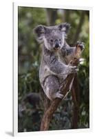 Koala (Phascolarctos cinereus), Lone Pine Sanctuary, Brisbane, Queensland, Australia, Pacific-Michael Runkel-Framed Photographic Print