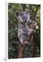 Koala (Phascolarctos cinereus), Lone Pine Sanctuary, Brisbane, Queensland, Australia, Pacific-Michael Runkel-Framed Photographic Print