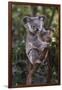 Koala (Phascolarctos cinereus), Lone Pine Sanctuary, Brisbane, Queensland, Australia, Pacific-Michael Runkel-Framed Photographic Print