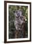 Koala (Phascolarctos cinereus), Lone Pine Sanctuary, Brisbane, Queensland, Australia, Pacific-Michael Runkel-Framed Photographic Print