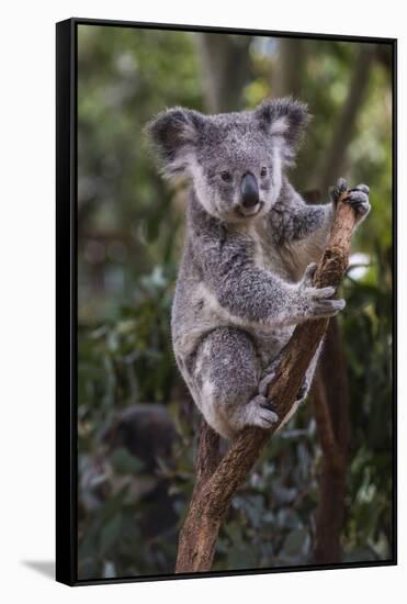 Koala (Phascolarctos cinereus), Lone Pine Sanctuary, Brisbane, Queensland, Australia, Pacific-Michael Runkel-Framed Stretched Canvas