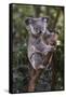 Koala (Phascolarctos cinereus), Lone Pine Sanctuary, Brisbane, Queensland, Australia, Pacific-Michael Runkel-Framed Stretched Canvas