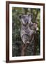 Koala (Phascolarctos cinereus), Lone Pine Sanctuary, Brisbane, Queensland, Australia, Pacific-Michael Runkel-Framed Premium Photographic Print