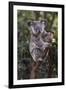 Koala (Phascolarctos cinereus), Lone Pine Sanctuary, Brisbane, Queensland, Australia, Pacific-Michael Runkel-Framed Premium Photographic Print