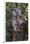 Koala (Phascolarctos cinereus), Lone Pine Sanctuary, Brisbane, Queensland, Australia, Pacific-Michael Runkel-Framed Premium Photographic Print