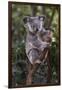 Koala (Phascolarctos cinereus), Lone Pine Sanctuary, Brisbane, Queensland, Australia, Pacific-Michael Runkel-Framed Premium Photographic Print