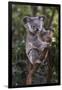 Koala (Phascolarctos cinereus), Lone Pine Sanctuary, Brisbane, Queensland, Australia, Pacific-Michael Runkel-Framed Premium Photographic Print