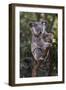 Koala (Phascolarctos cinereus), Lone Pine Sanctuary, Brisbane, Queensland, Australia, Pacific-Michael Runkel-Framed Photographic Print