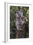 Koala (Phascolarctos cinereus), Lone Pine Sanctuary, Brisbane, Queensland, Australia, Pacific-Michael Runkel-Framed Photographic Print