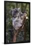 Koala (Phascolarctos cinereus), Lone Pine Sanctuary, Brisbane, Queensland, Australia, Pacific-Michael Runkel-Framed Photographic Print