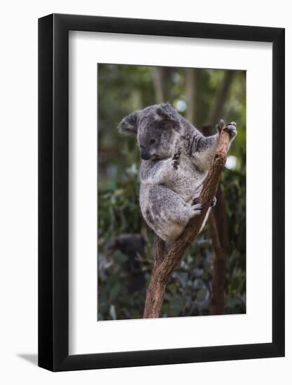 Koala (Phascolarctos cinereus), Lone Pine Sanctuary, Brisbane, Queensland, Australia, Pacific-Michael Runkel-Framed Photographic Print