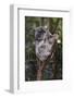 Koala (Phascolarctos cinereus), Lone Pine Sanctuary, Brisbane, Queensland, Australia, Pacific-Michael Runkel-Framed Photographic Print