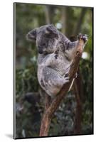 Koala (Phascolarctos cinereus), Lone Pine Sanctuary, Brisbane, Queensland, Australia, Pacific-Michael Runkel-Mounted Photographic Print