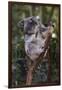 Koala (Phascolarctos cinereus), Lone Pine Sanctuary, Brisbane, Queensland, Australia, Pacific-Michael Runkel-Framed Premium Photographic Print
