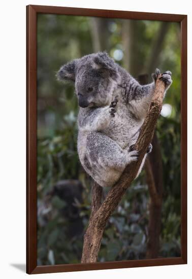 Koala (Phascolarctos cinereus), Lone Pine Sanctuary, Brisbane, Queensland, Australia, Pacific-Michael Runkel-Framed Premium Photographic Print