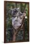 Koala (Phascolarctos cinereus), Lone Pine Sanctuary, Brisbane, Queensland, Australia, Pacific-Michael Runkel-Framed Premium Photographic Print