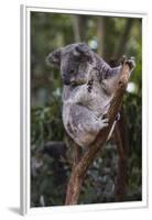 Koala (Phascolarctos cinereus), Lone Pine Sanctuary, Brisbane, Queensland, Australia, Pacific-Michael Runkel-Framed Premium Photographic Print