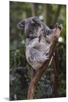 Koala (Phascolarctos cinereus), Lone Pine Sanctuary, Brisbane, Queensland, Australia, Pacific-Michael Runkel-Mounted Premium Photographic Print