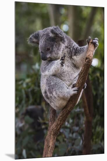 Koala (Phascolarctos cinereus), Lone Pine Sanctuary, Brisbane, Queensland, Australia, Pacific-Michael Runkel-Mounted Premium Photographic Print