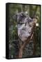 Koala (Phascolarctos cinereus), Lone Pine Sanctuary, Brisbane, Queensland, Australia, Pacific-Michael Runkel-Framed Stretched Canvas