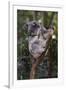 Koala (Phascolarctos cinereus), Lone Pine Sanctuary, Brisbane, Queensland, Australia, Pacific-Michael Runkel-Framed Photographic Print