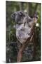 Koala (Phascolarctos cinereus), Lone Pine Sanctuary, Brisbane, Queensland, Australia, Pacific-Michael Runkel-Mounted Photographic Print