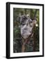 Koala (Phascolarctos cinereus), Lone Pine Sanctuary, Brisbane, Queensland, Australia, Pacific-Michael Runkel-Framed Photographic Print