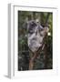 Koala (Phascolarctos cinereus), Lone Pine Sanctuary, Brisbane, Queensland, Australia, Pacific-Michael Runkel-Framed Photographic Print