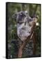 Koala (Phascolarctos cinereus), Lone Pine Sanctuary, Brisbane, Queensland, Australia, Pacific-Michael Runkel-Framed Stretched Canvas