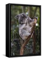 Koala (Phascolarctos cinereus), Lone Pine Sanctuary, Brisbane, Queensland, Australia, Pacific-Michael Runkel-Framed Stretched Canvas