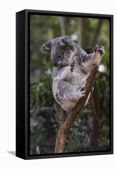 Koala (Phascolarctos cinereus), Lone Pine Sanctuary, Brisbane, Queensland, Australia, Pacific-Michael Runkel-Framed Stretched Canvas