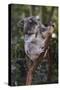 Koala (Phascolarctos cinereus), Lone Pine Sanctuary, Brisbane, Queensland, Australia, Pacific-Michael Runkel-Stretched Canvas