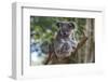 Koala (Phascolarctos cinereus), Lone Pine Sanctuary, Brisbane, Queensland, Australia, Pacific-Michael Runkel-Framed Photographic Print