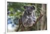 Koala (Phascolarctos cinereus), Lone Pine Sanctuary, Brisbane, Queensland, Australia, Pacific-Michael Runkel-Framed Photographic Print